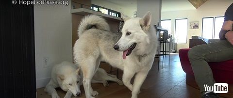 右前足が曲がった犬