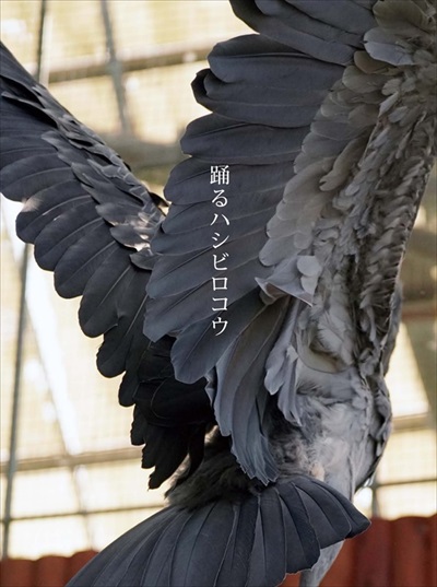 踊るハシビロコウ