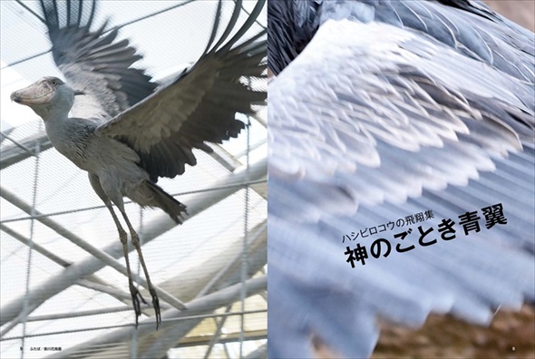 ハシビロコウの翼
