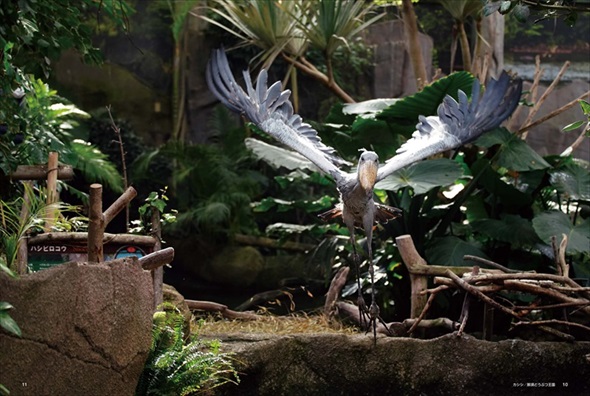 ハシビロコウの動く姿