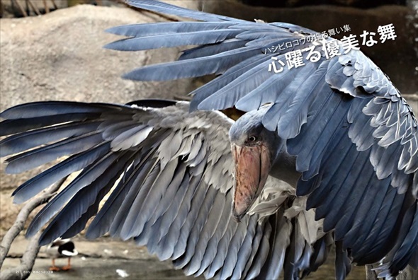 舞うようなハシビロコウ