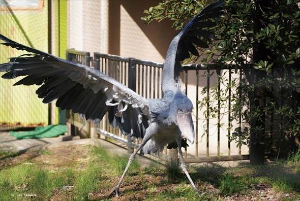 踊るハシビロコウ
