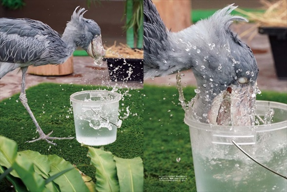 踊るハシビロコウ