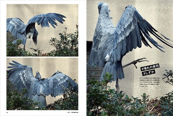 踊るハシビロコウ