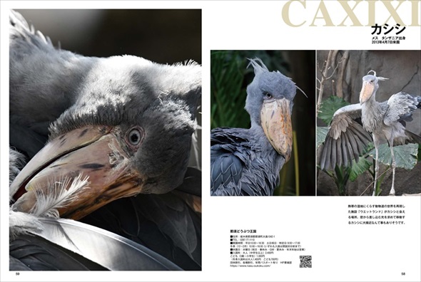 踊るハシビロコウ