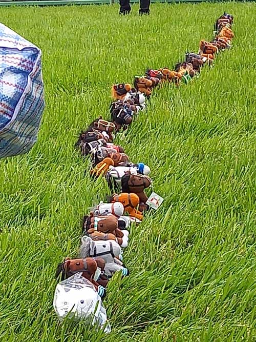 中山 競馬場 馬場解放 ぬいぐるみ ステークス 競馬