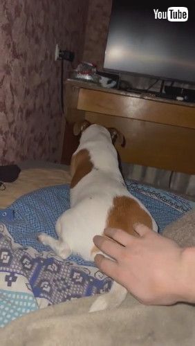 「Do Not Disturb the Dog || ViralHog」