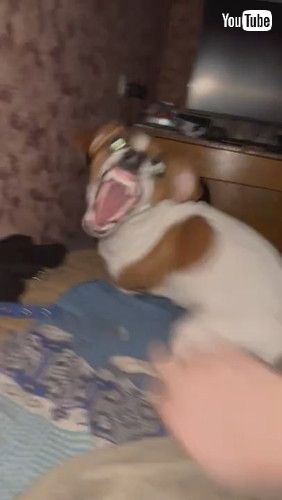 「Do Not Disturb the Dog || ViralHog」