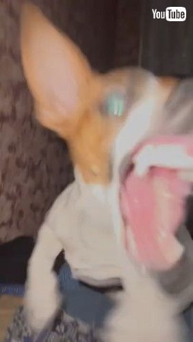 「Do Not Disturb the Dog || ViralHog」