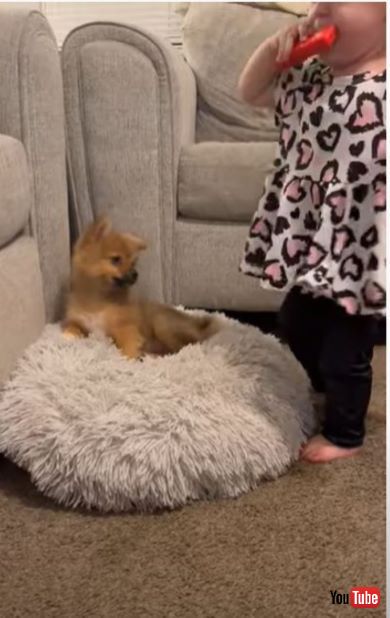 起き上がるワンコ