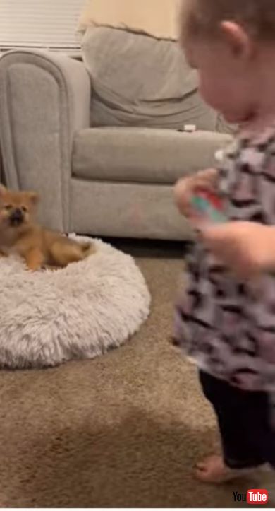 せつなそうなワンコの表情