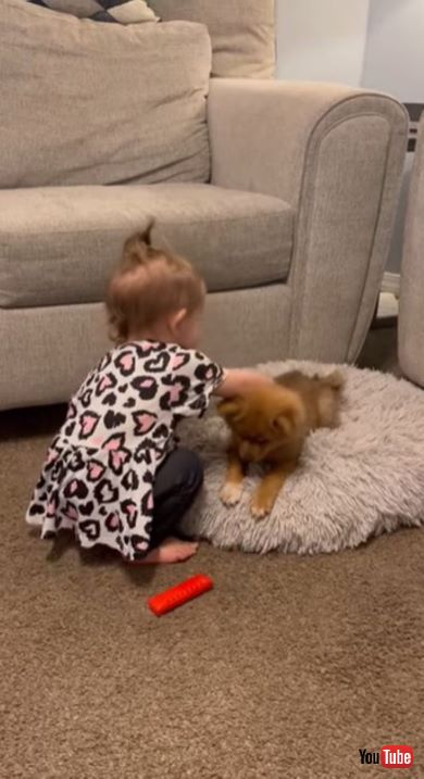 犬をなでる女の子