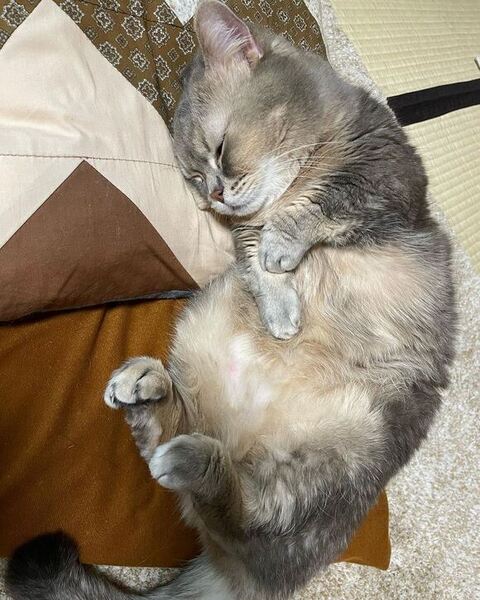 寝てるココスくん