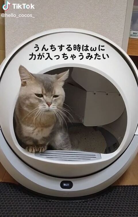 再度ふんばる目が細い