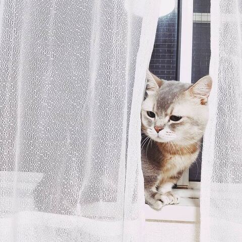 カーテンからのぞく