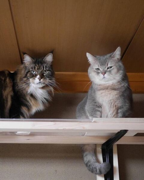 きょうだいツーショット