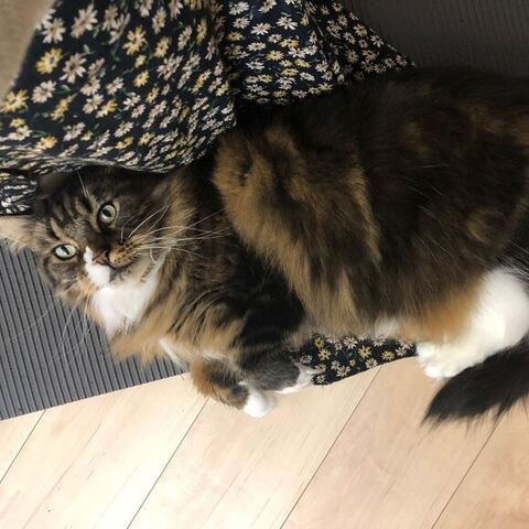 蓮子ちゃんの写真