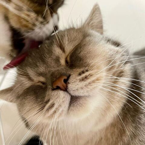 なめられてるココスくん