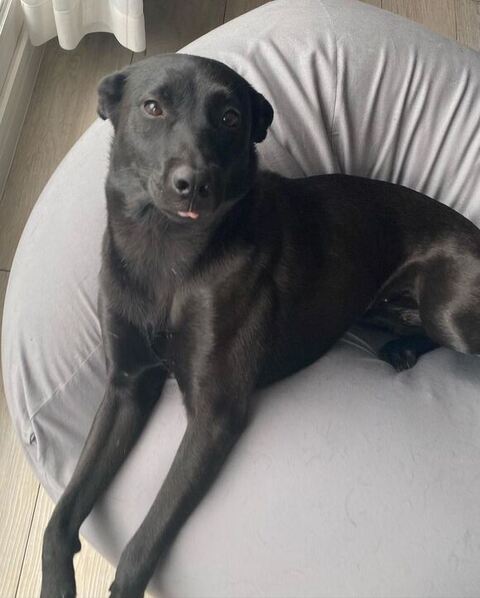 耳がたれてるエマちゃん