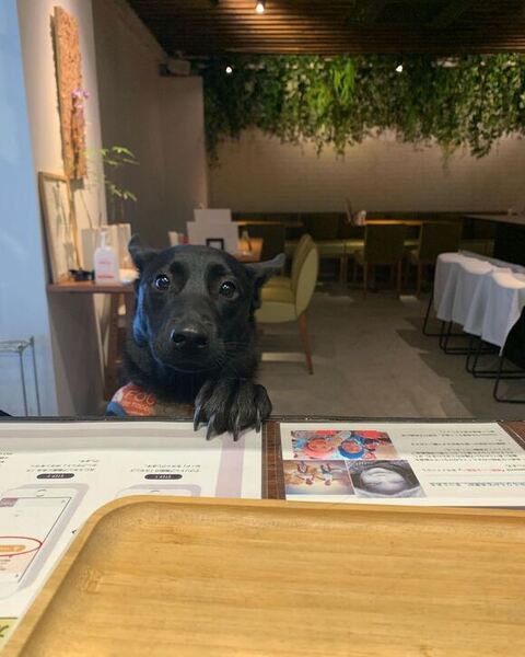 お店にいるエマちゃん