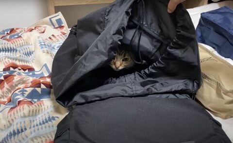 リュックからチラ見えするしまちゃんの顔