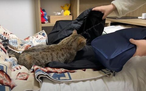 リュックに匂いをかぐしまちゃん