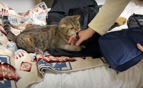 紐をかじるしまちゃんの顔