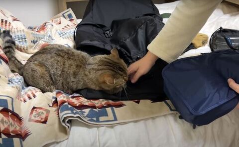 紐をかじるしまちゃんの後頭部