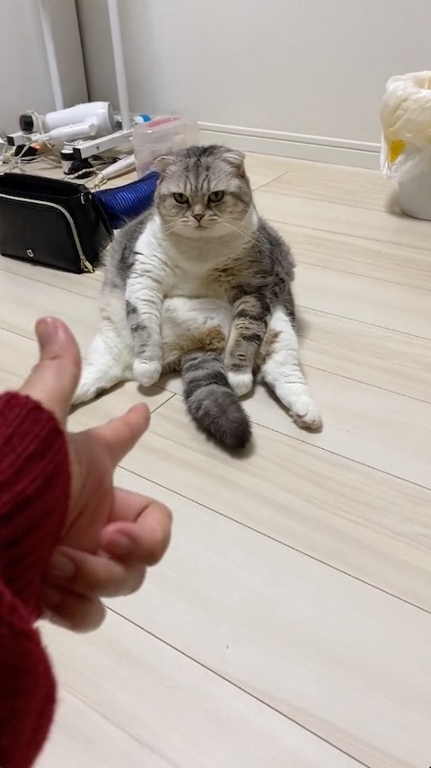 うつフリを見る猫