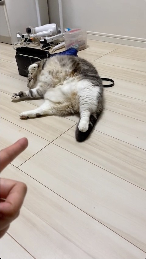 倒れる猫