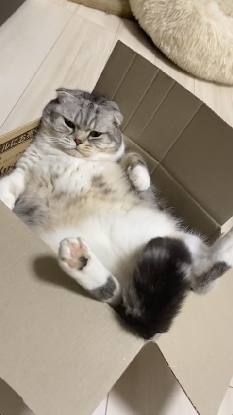 箱の中に入る猫