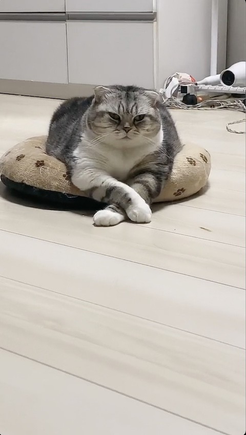 クッションの上でまったりする猫