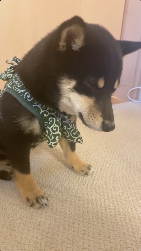 柴犬が散歩前に寝落ち寸前