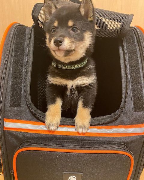 黒柴犬がバッグから顔出し