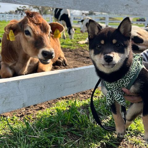 黒柴犬と牛さんと対面