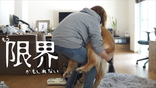 ゴールデンレトリバーの体重測定