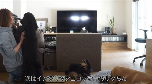 イングリッシュコッカーのルッちん測定