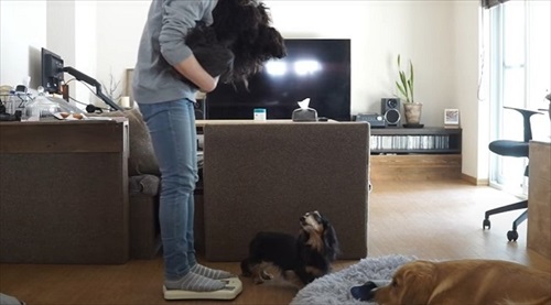 イングリッシュコッカーのルッちん測定完了