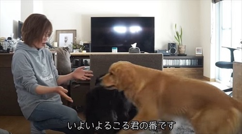 飼い主に近づくるこるくん