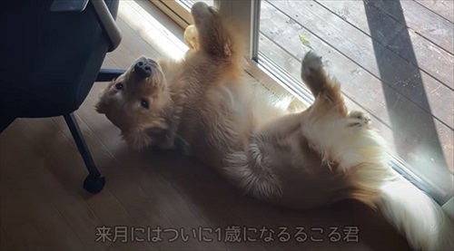 寝転ぶるこるくん