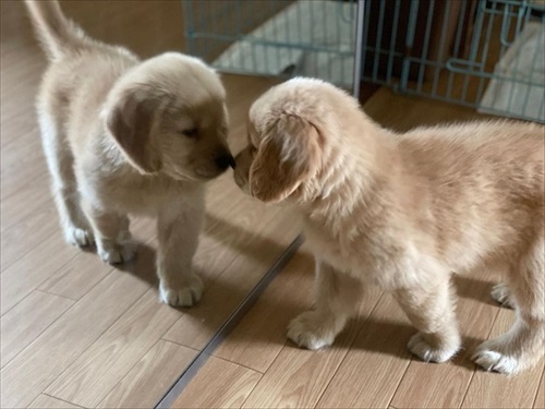 子犬のころのるるこるくん