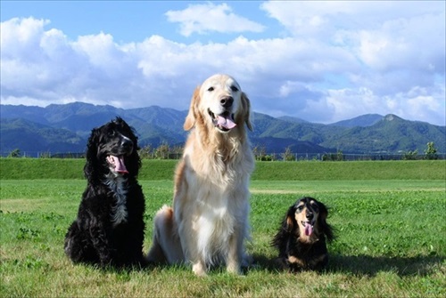 先代のこーるくん