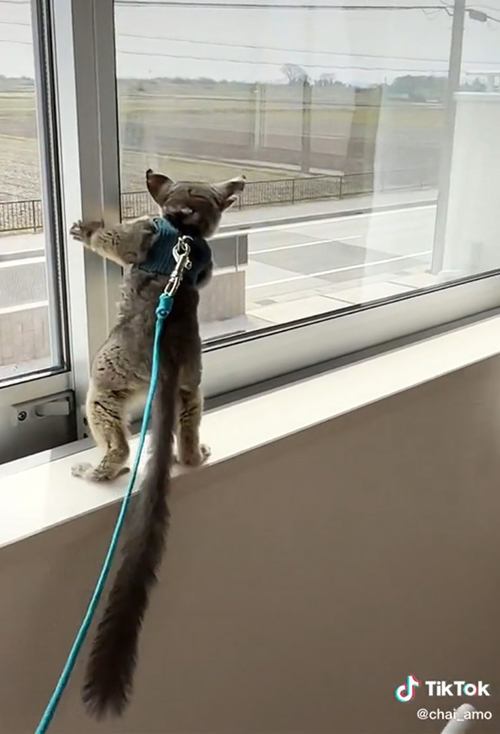 右側に移動する見るアモくん