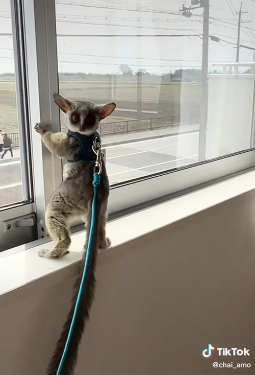 振り向くアモくん