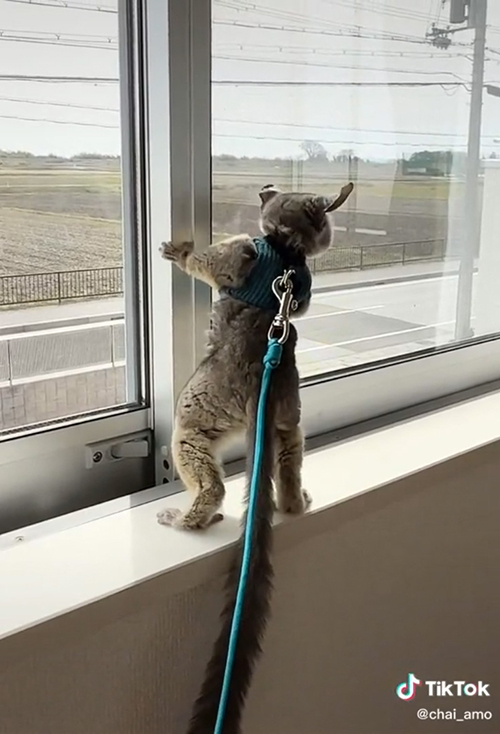 動画最後のアモくん