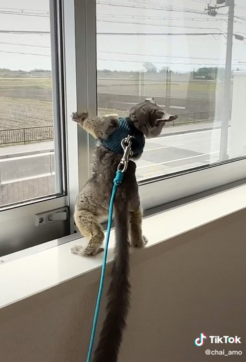 右下を見るアモくん