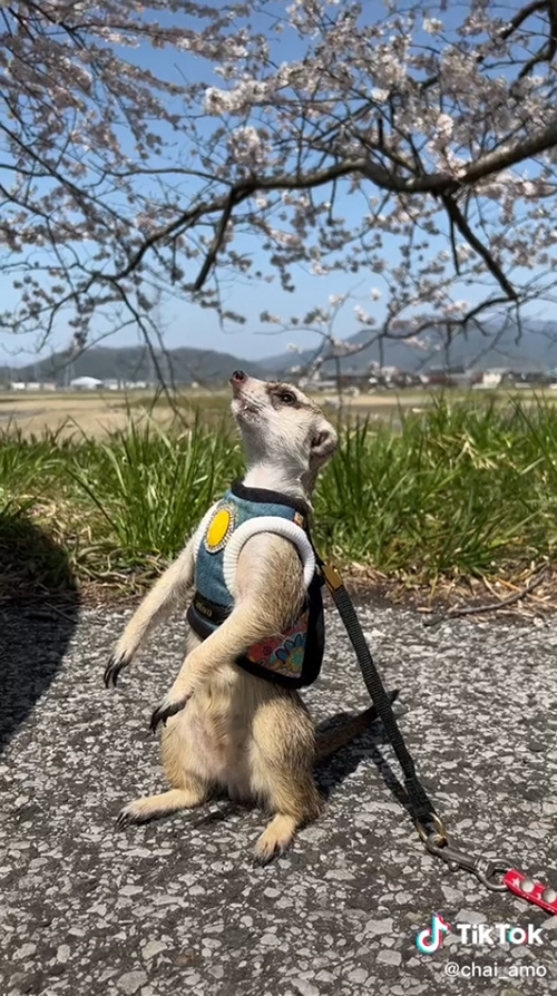 お散歩中のチャイくん