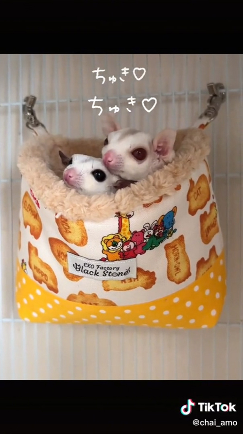 フクロモモンガたち