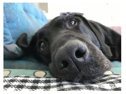 坂上忍のペット