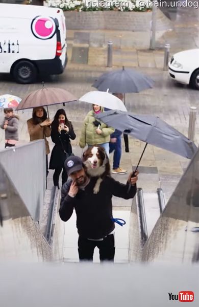 エスカレーターでおんぶしてもらうワンコ